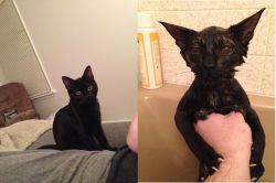 xtoxictears:  awwww-cute:  I meant to bathe our kitten, not summon a demon from hell. I can’t believe these are the same species, let alone the same cat   Crying