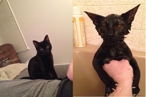 worldofthecutestcuties: I meant to bathe our kitten, not summon a demon from hell. I can’t believe t