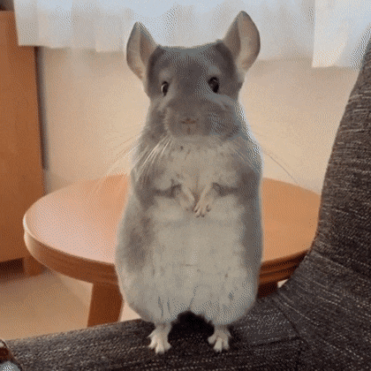 Chinchilla Facts