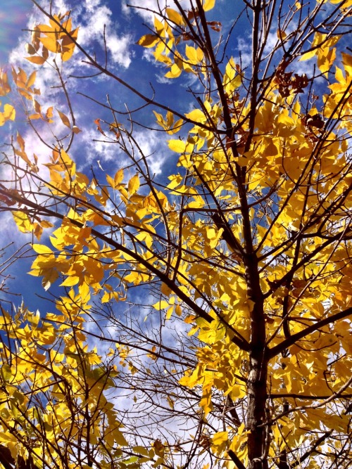 The Leaves Are Falling All Around...
