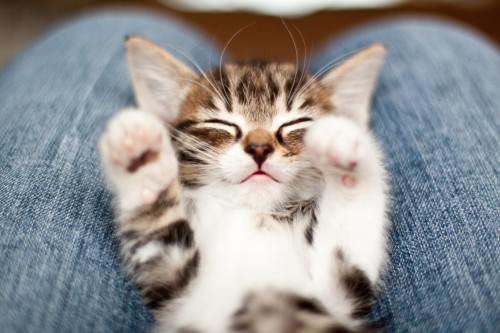 Kitten Pictures In These Trying Times?