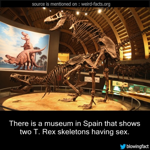 mindblowingfactz:   There is a museum in Spain that shows two T. Rex skeletons having sex. source image via wikipedia 