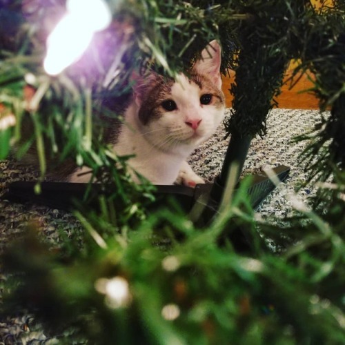 feralconservatives:Duck Duck’s first Christmas