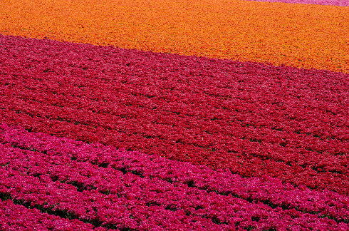 sixpenceee:  Dutch Flower Fields, NetherlandsSource: Flickr / Creative Commons / Flickr: nikontino