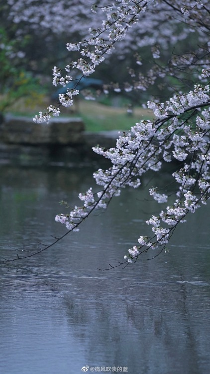 fuckyeahchinesegarden:spring in 明孝陵mingxiaoling, nanjing city, jiangsu province by 微风吹淡的蓝