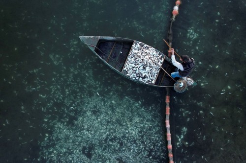Fish-farm cultivator Ioannis Ouzounoglou collects fish that died because of recent low temperatures,