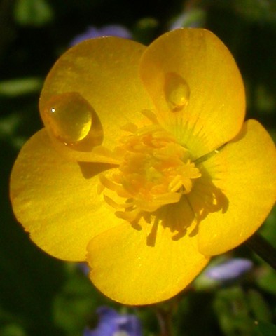 The Poison Diaries Buttercups The Poison Diaries Buttercups