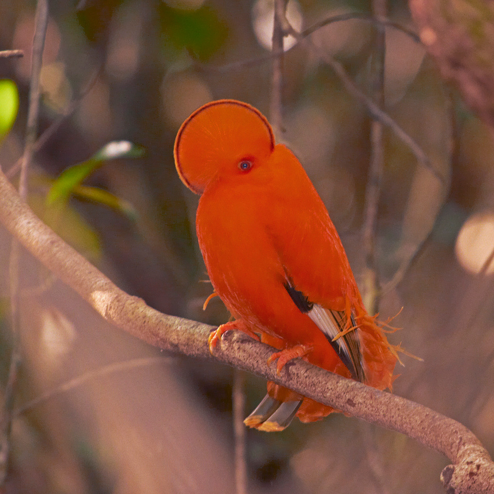 Galo-da-serra (Rupicola rupicola) (by Bertrando Campos)