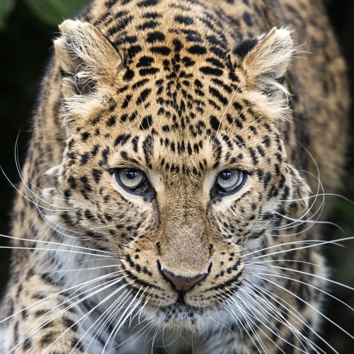 bellesbeaux - magicalnaturetour - North Chinese Leopard by Colin...