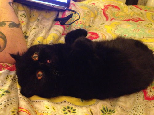 theawesomeadventurer:geniuscat:She’s like a black sausage with arms.this cat is the physical embodim