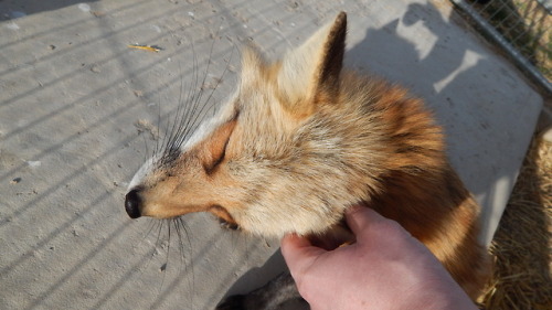 Two lovely foxes, both very sweet and playful :3 Got to see them the other day as I did volunteer wo