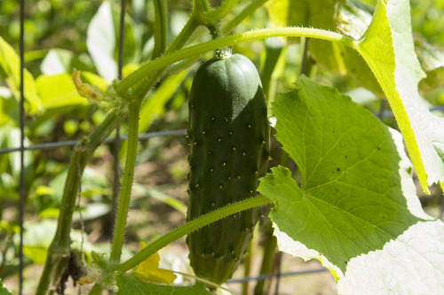 awildholler:Garden of Eating