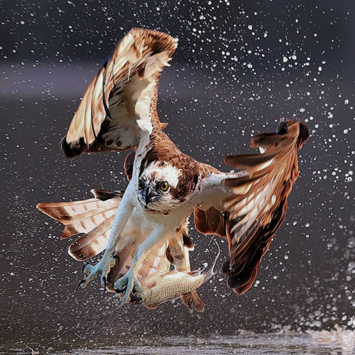the-awesome-quotes:Photographer Chen Chengguang’s Photos Of Ospreys In Hunting Mode Show How Calcula