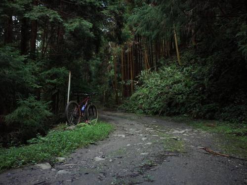 suruto:  the path. moist air. downhill by #mycielo MTB. … 木々に遮られ薄暗い湿った林道。 自転車で駆け下りていると、鹿が2頭前方を横切っていっ