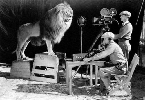 Metro Goldwy Meyer cameramen shooting the famous lion…