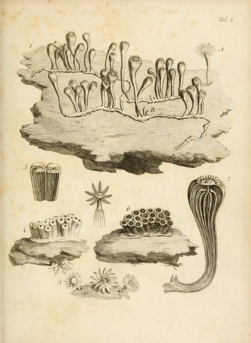 darksilenceinsuburbia:  Lamouroux, M. (Jean Vincent Félix), 1779-1825 : Exposition méthodique des genres de l'ordre des polypiers : avec leur description et celle des principales espèces  