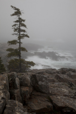 afogblog:  Acadia NP, Fog by Jon Taber on