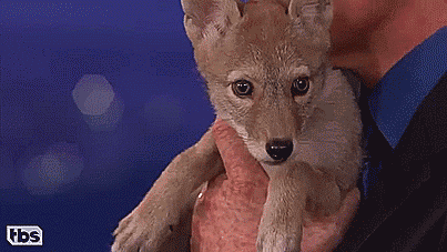 thenatsdorf:  Conan falls in love with a coyote pup. [full video] 
