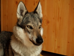 the-little-wolfdog:  making faces
