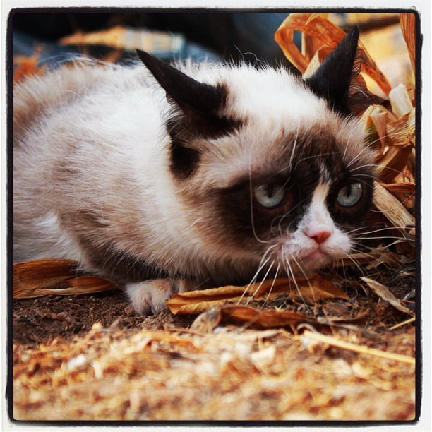 #GrumpyCat on the prowl.