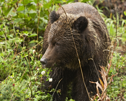 People are so scared of grizzly bears, but chances are if you respect them, they’ll respect you. Sca