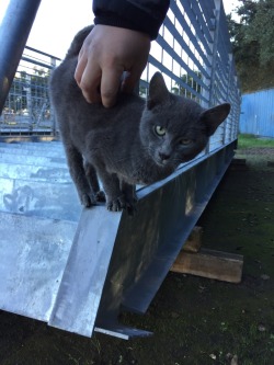 awwww-cute:  Everyone, this is Bob. Bob is a stray kitten that lives in a metal yard where I work. His tail is cut about half way down and he has of face of don’t give me shit. But if you call him he’ll come trotting along. We made him a place to