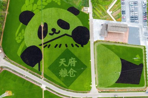 Giant Pandas Have Grown In The Rice Fields! In Chengdu, Sichuan Province, Colorful Rice Plants Have Been