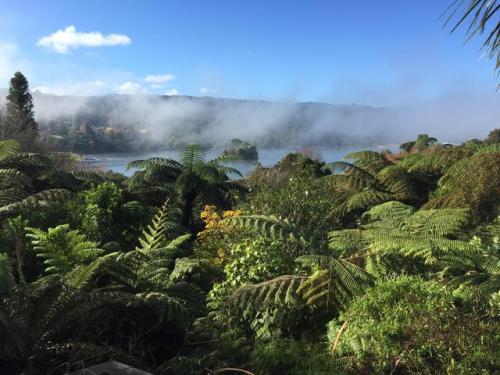 effingnatureporn: Cyathea medullaris tree ferns at Lake Tarawera, New Zealand [OC 3264x2448] Enjoy o