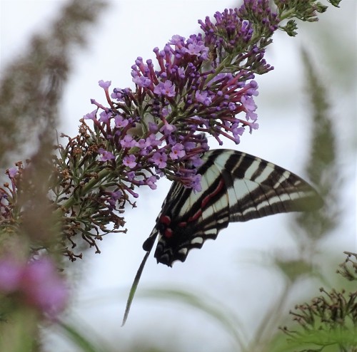 forsythiahill:A rare sighting in my yard - the Zebra Swallowtail Butterfly. I planted their host pla