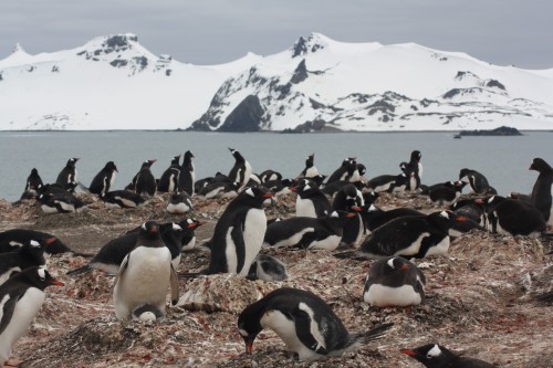 PENGUINS ARE EATING MICROPLASTIC IN THE ANTARCTICA Microplastics are widespread in the marine enviro