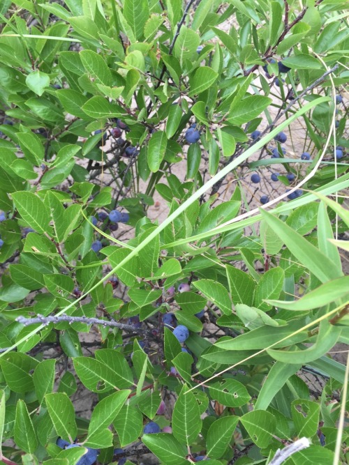 biodiverseed:Beach Plums (Prunus maritima)Submitted by d-tricky I’ve been meaning to submit these ph