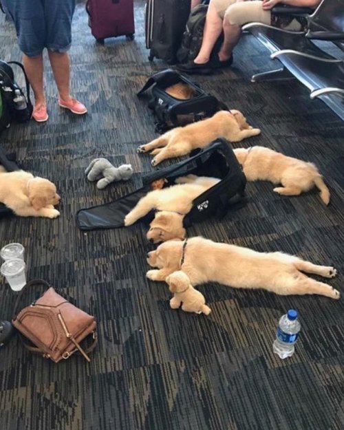 snappy-lobster: viralthings: Oh no, someone spilled all their puppies look at those A+ sploots 