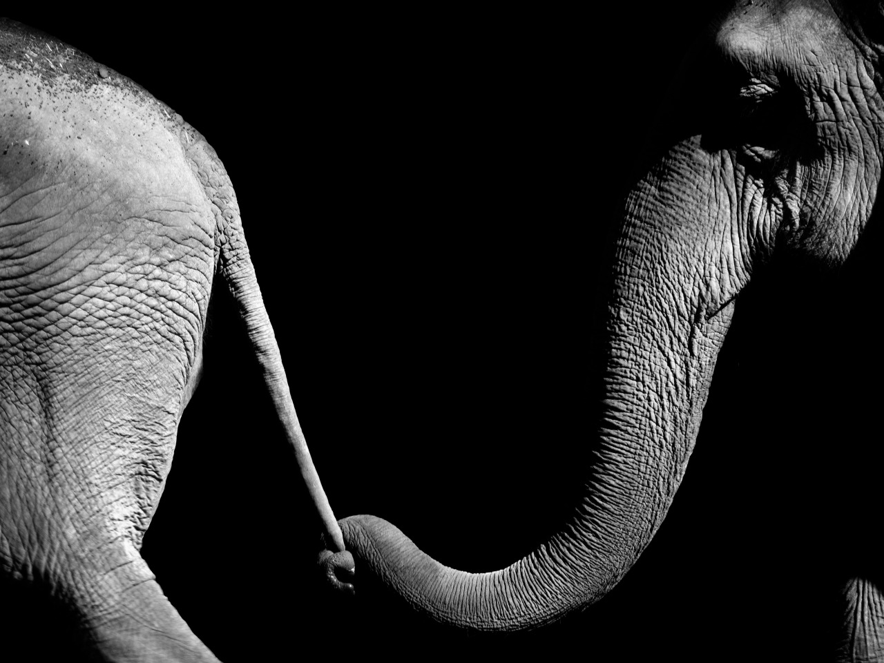 willsnewman:  Trunk &amp; Tail- I had completely forgotten to re upload this