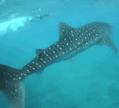 Whale Shark Stimboard