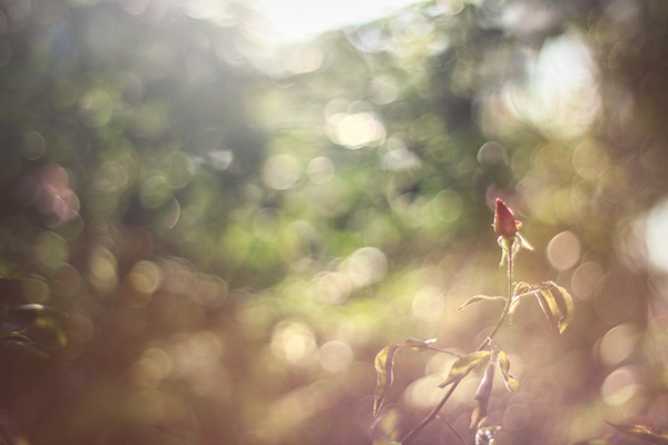 floralls:  by   Maria Elena Caltanis   