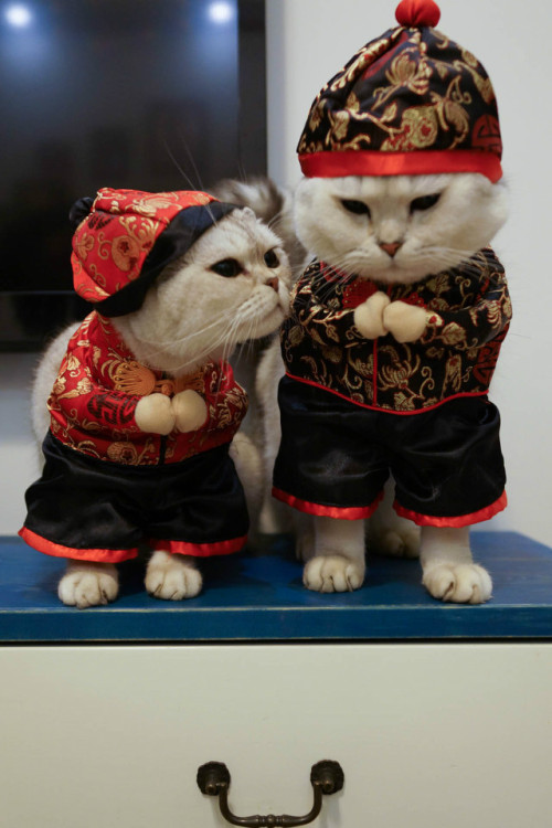 allthepainting:  allthepainting:  pet portrait painting on canvas cat couples :D  I say “Happy New Year”, you should send me a nice gift, OK, how about fish?  