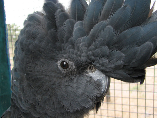 end0skeletal:The red-tailed black cockatoo (Calyptorhynchus banksii) is a large black cockatoo nativ