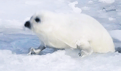 Saturnmilk:  Tomhiddleston: Harp Seal (Phoca Groenlandicus)  The Harp Seal Is Actually