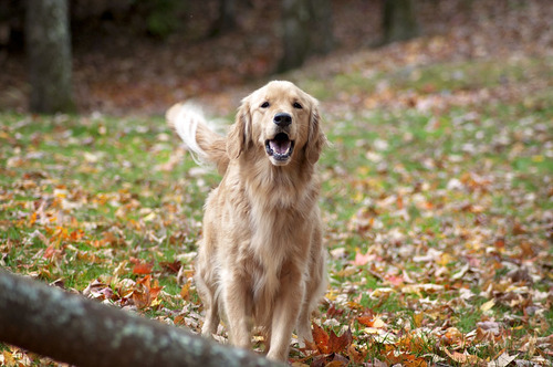 rubitrightintomyeyes:  small-town-equestrian:  so i’ve been taking photos for quite