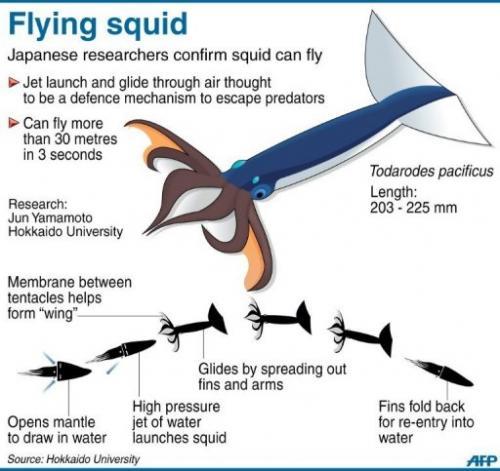 Japanese Flying Squid The Japanese flying squid, or Pacific Flying Squid, is a squid that lives in t