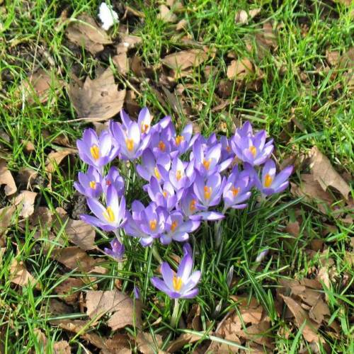 Hello #spring - Hello #crocuses #dortmund #germany #march #2017 #flowers #sunlight #wielandgarten #44147