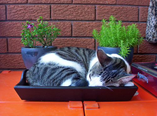 slimmerboo: thefluffingtonpost: Trendy Cafe Serves Kitties With Every Cup A new coffee shop in Sydne