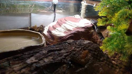 fantasticbeastsandhowtokeepthem: I added Charis’s new hide to her tank yesterday! After I put 