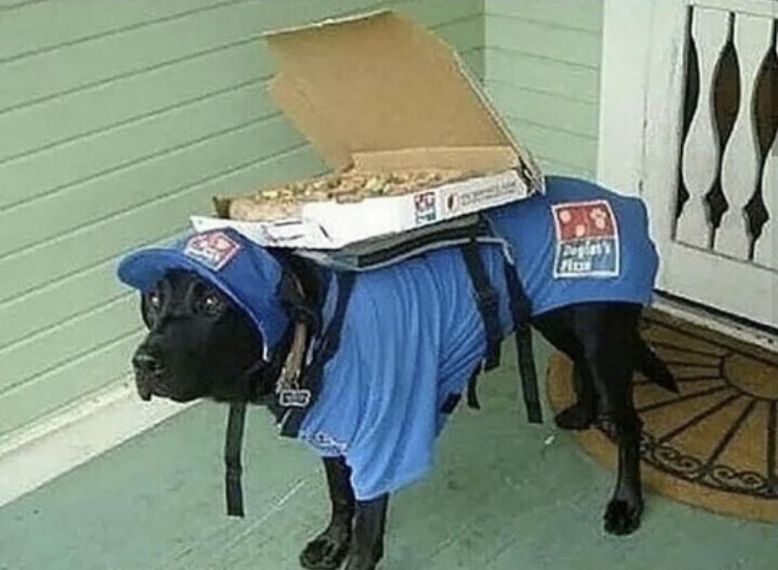 doggos-with-jobs:  Delivery boi