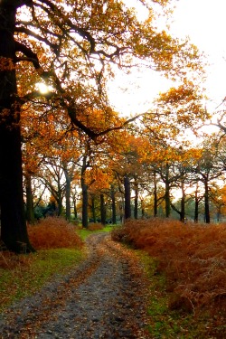 fuckitandmovetobritain:  Richmond Park, Richmond,