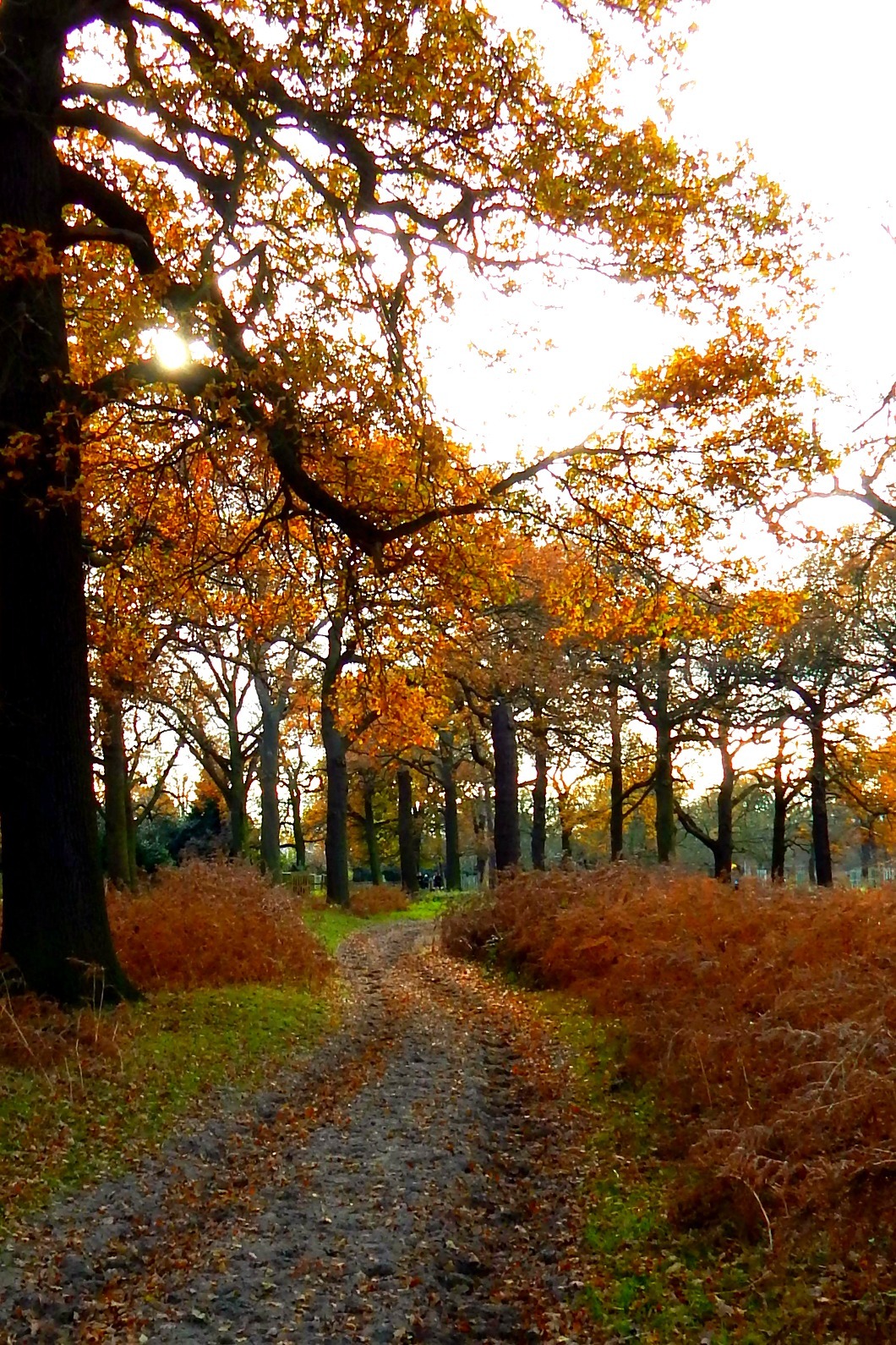 fuckitandmovetobritain:  Great Britain  [6] - Autumn - Hampstead Heath, Llanrwst,