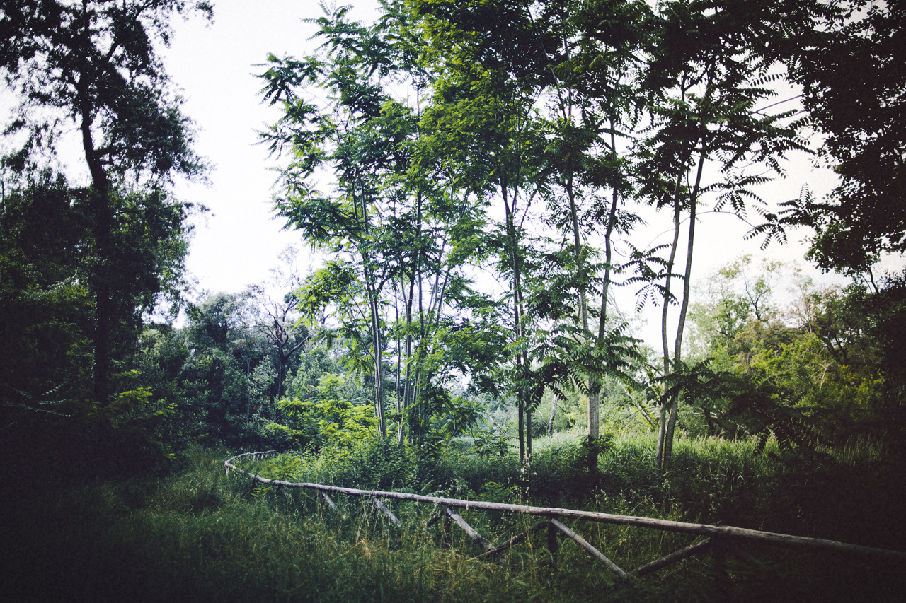 elenamorelli:{ the sweetest walk }