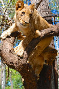 Plasmatics:  Babies | By Thomas Patrice 