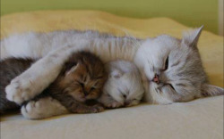 cute-overload:  Mama cat cuddling with her