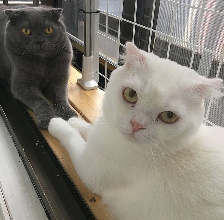 Cat Posts